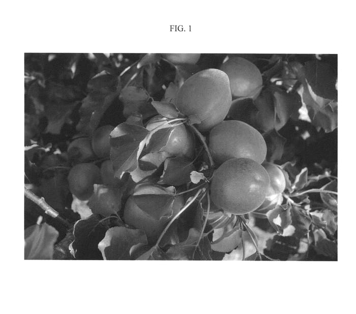 Figure 1 of US plant patent PP21135, the photograph of ASFCOT0409 printed in the patent.