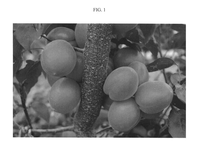 Figure 1 of US plant patent PP21136, the photograph of ASFCOT0406 printed in the patent.