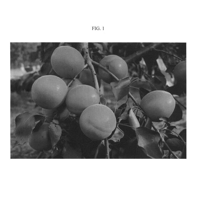 Figure 1 of US plant patent PP21137, the photograph of ASFCOT0405 printed in the patent.