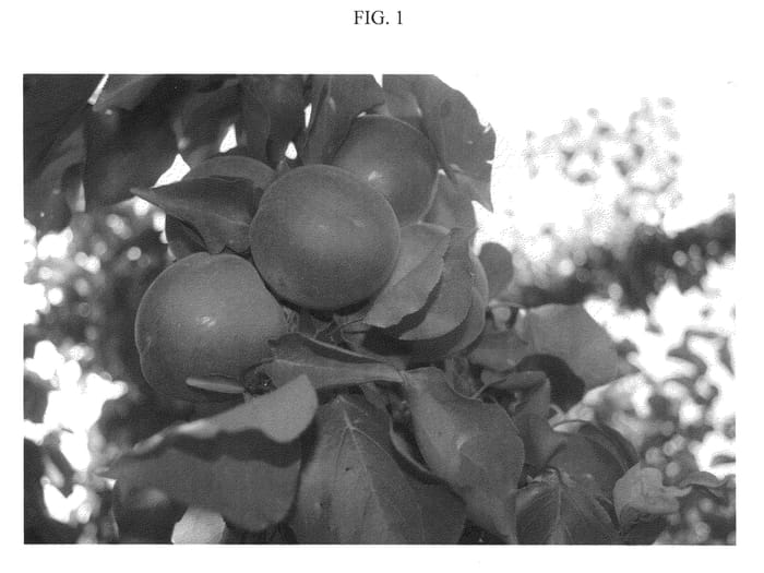 Figure 1 of US plant patent PP21138, the photograph of ASFCOT0404 printed in the patent.