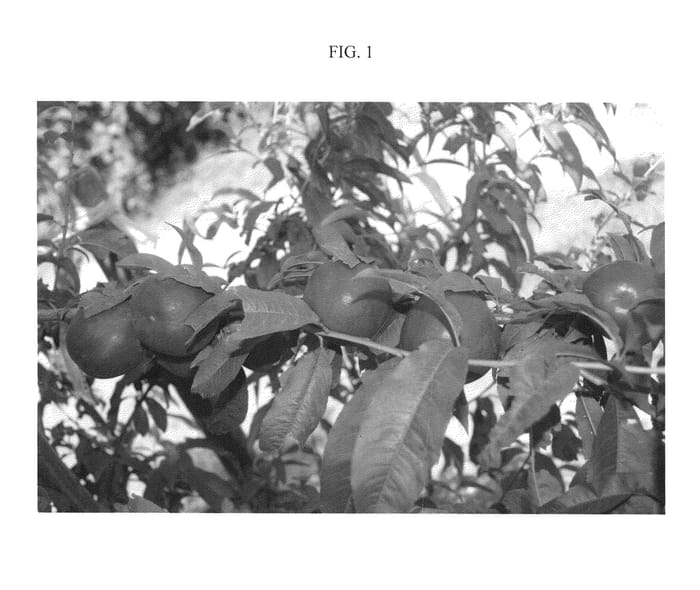 Figure 1 of US plant patent PP21139, the photograph of Nectavista printed in the patent.