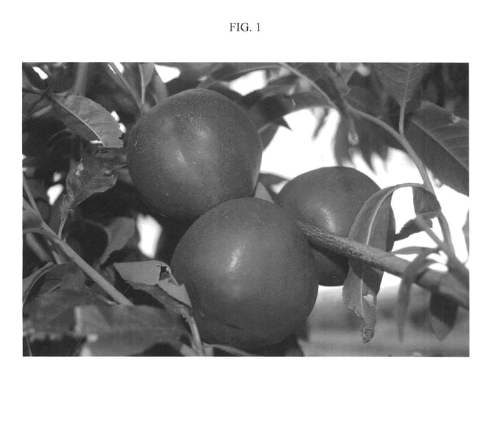 Figure 1 of US plant patent PP21140, the photograph of Nectabelle printed in the patent.