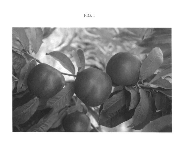 Figure 1 of US plant patent PP21141, the photograph of Nectatop printed in the patent.