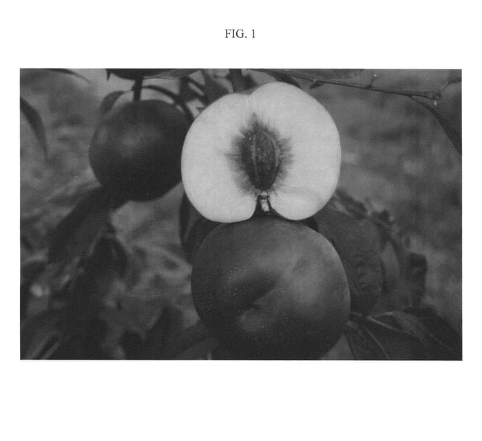 Figure 1 of US plant patent PP21142, the photograph of Nectafine printed in the patent.