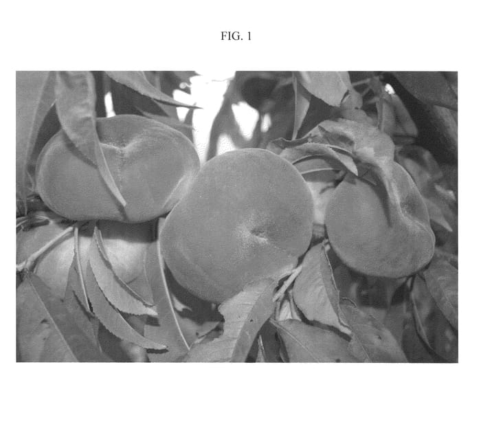 Figure 1 of US plant patent PP21143, the photograph of ASFPBF0492 printed in the patent.