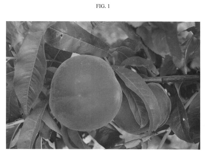 Figure 1 of US plant patent PP21144, the photograph of Sweetlove printed in the patent.
