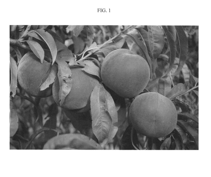 Figure 1 of US plant patent PP21145, the photograph of Sweetstar printed in the patent.