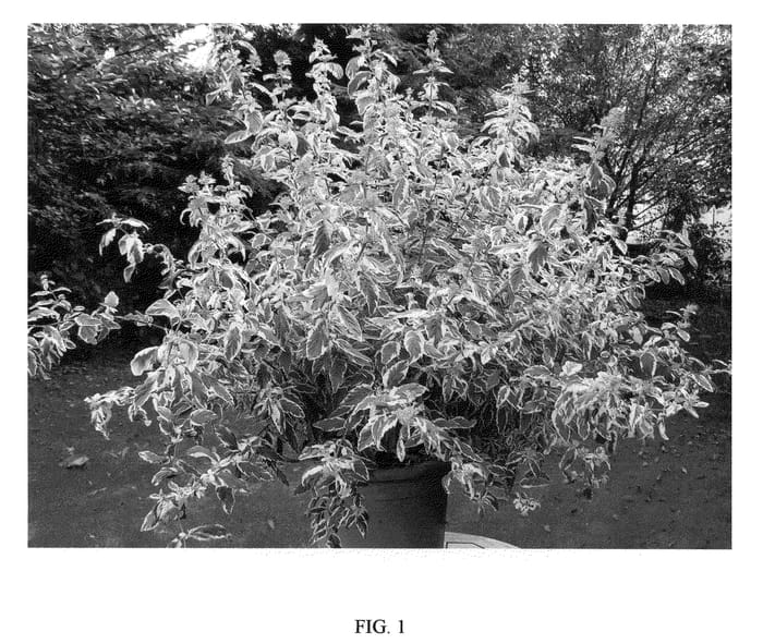Figure 1 of US plant patent PP21146, the photograph of White Surprise printed in the patent.