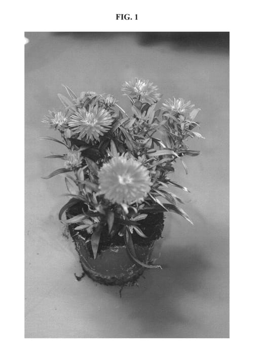 Figure 1 of US plant patent PP21147, the photograph of DASKAT printed in the patent.