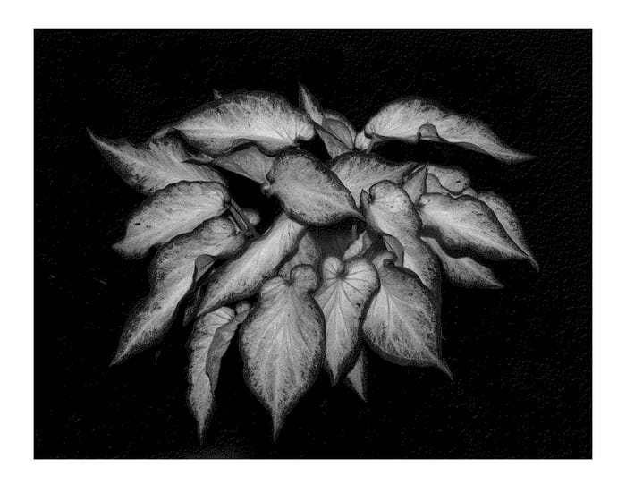 Figure 1 of US plant patent PP21148, the photograph of White Star printed in the patent.