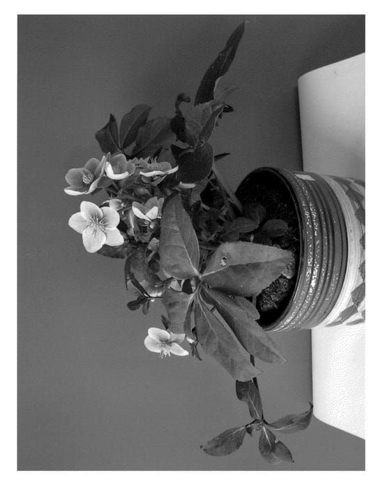 Figure 1 of US plant patent PP21149, the photograph of Alexia printed in the patent.