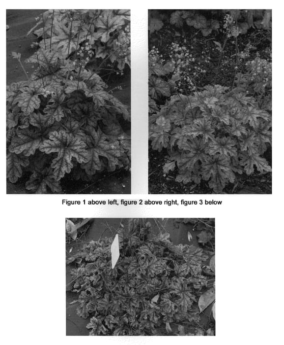 Figure 1 of US plant patent PP21150, the photograph of Tapestry printed in the patent.