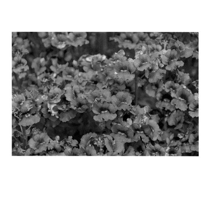 Figure 1 of US plant patent PP21151, the photograph of KLENH08454 printed in the patent.