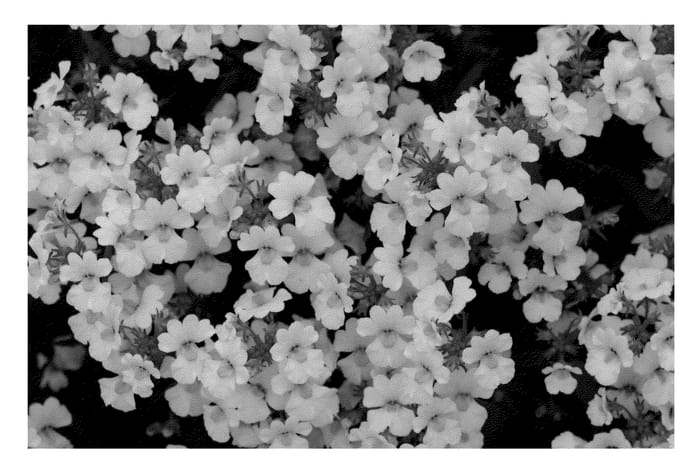 Figure 1 of US plant patent PP21152, the photograph of KLENH08448 printed in the patent.