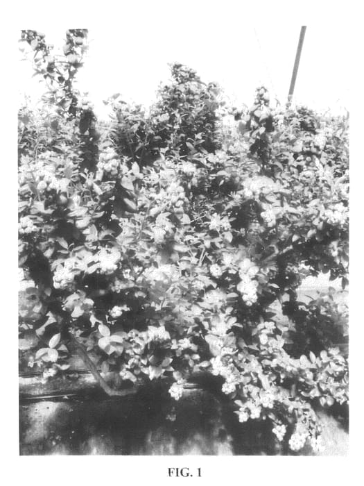 Figure 1 of US plant patent PP21153, the photograph of Corona printed in the patent.