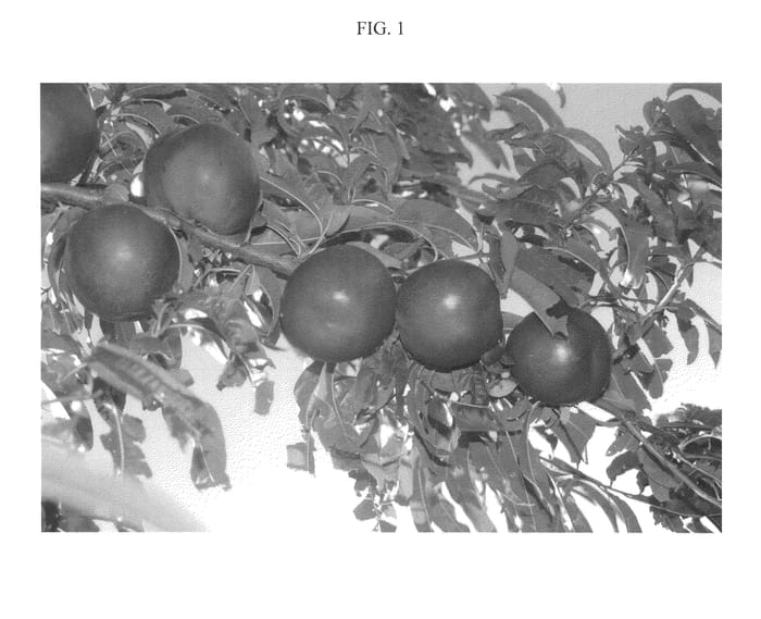 Figure 1 of US plant patent PP21154, the photograph of Nectarreve printed in the patent.