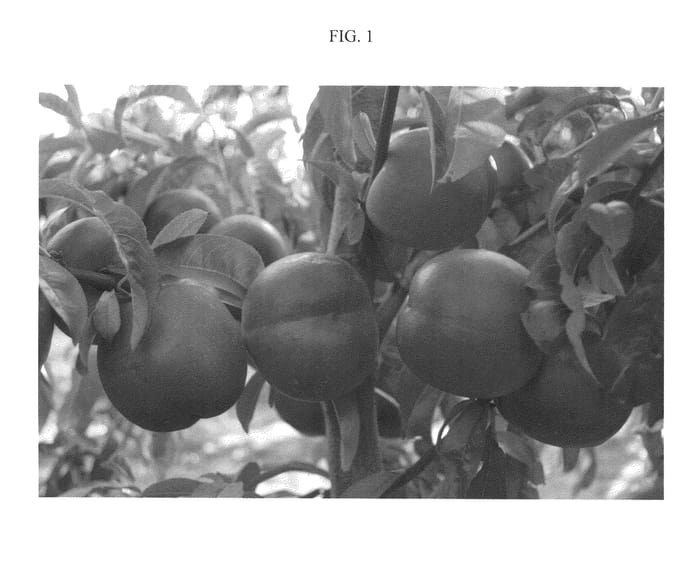Figure 1 of US plant patent PP21155, the photograph of Nectarlight printed in the patent.