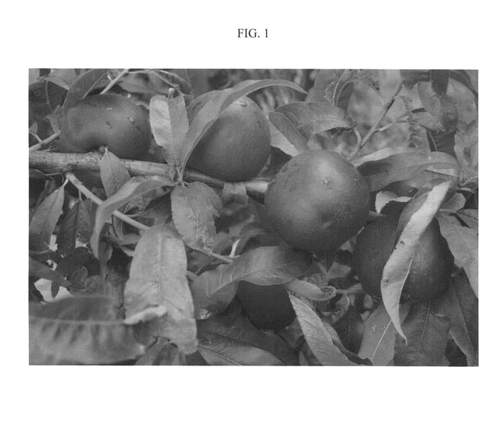 Figure 1 of US plant patent PP21156, the photograph of Nectapi printed in the patent.