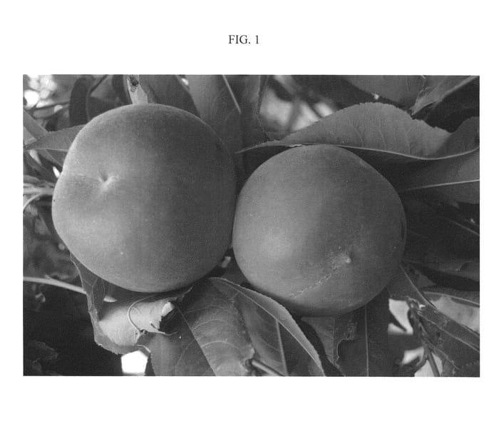 Figure 1 of US plant patent PP21157, the photograph of Sweetprim printed in the patent.