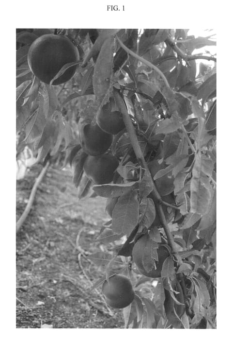 Figure 1 of US plant patent PP21158, the photograph of Sweetmoon printed in the patent.