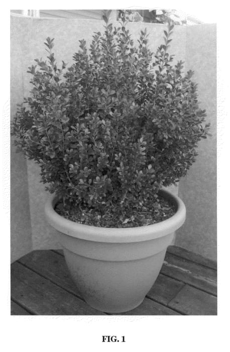 Figure 1 of US plant patent PP21159, the photograph of Gregem printed in the patent.