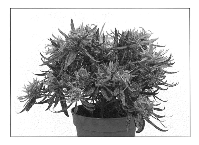 Figure 1 of US plant patent PP21160, the photograph of Fuji printed in the patent.