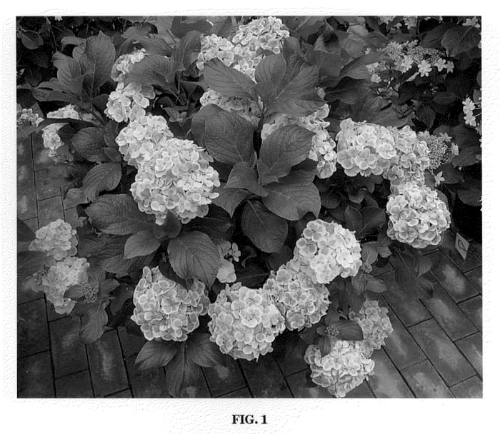 Figure 1 of US plant patent PP21161, the photograph of Fanfare printed in the patent.
