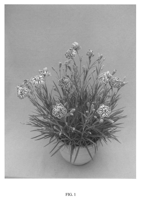 Figure 1 of US plant patent PP21162, the photograph of Starburst printed in the patent.