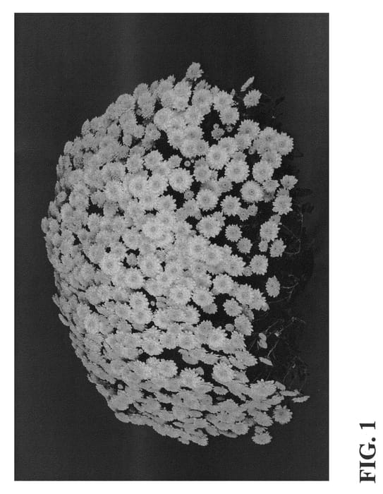Figure 1 of US plant patent PP21163, the photograph of Zanmusundance printed in the patent.