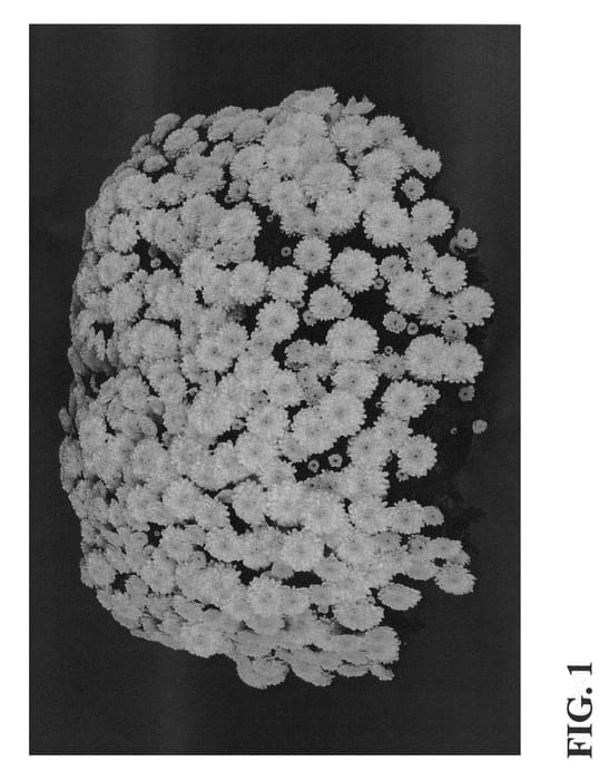 Figure 1 of US plant patent PP21164, the photograph of Zanmusundown printed in the patent.
