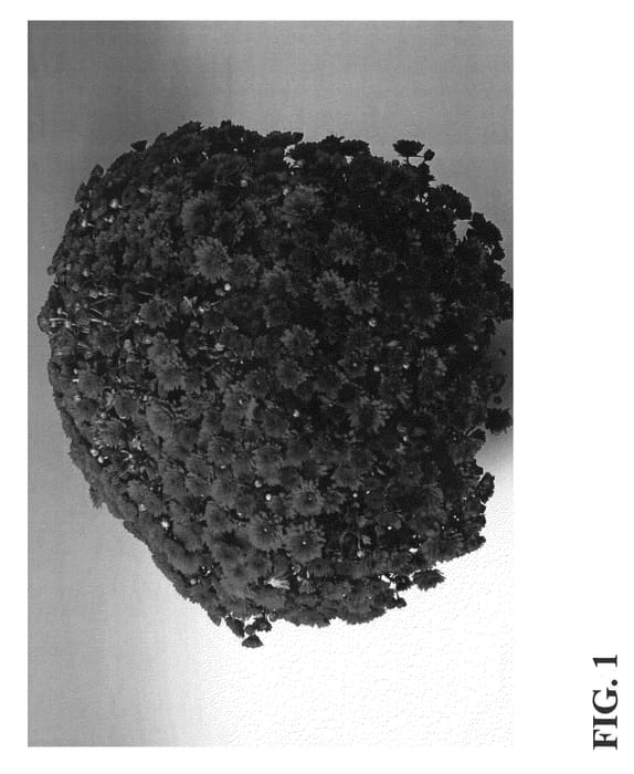 Figure 1 of US plant patent PP21165, the photograph of Zanmurowa printed in the patent.