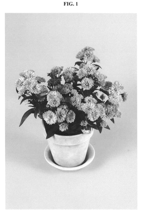 Figure 1 of US plant patent PP21166, the photograph of DASING printed in the patent.