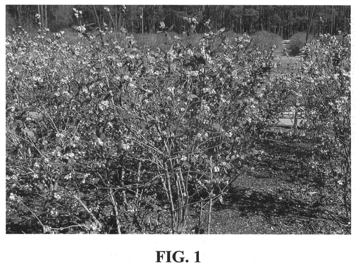 Figure 1 of US plant patent PP21167, the photograph of Suziblue printed in the patent.
