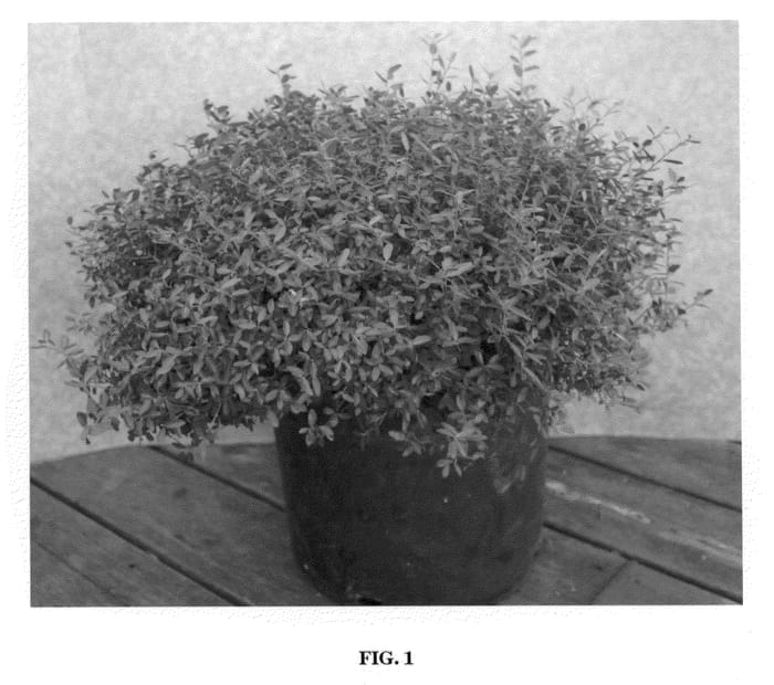 Figure 1 of US plant patent PP21168, the photograph of Gremicr printed in the patent.