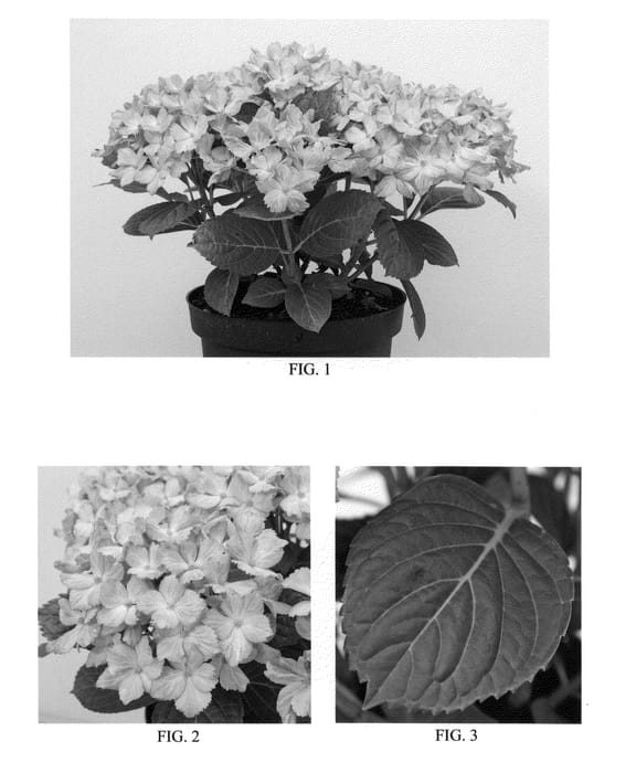 Figure 1 of US plant patent PP21169, the photograph of Fantasia printed in the patent.