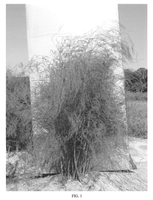 Figure 1 of US plant patent PP21170, the photograph of NJ953 printed in the patent.