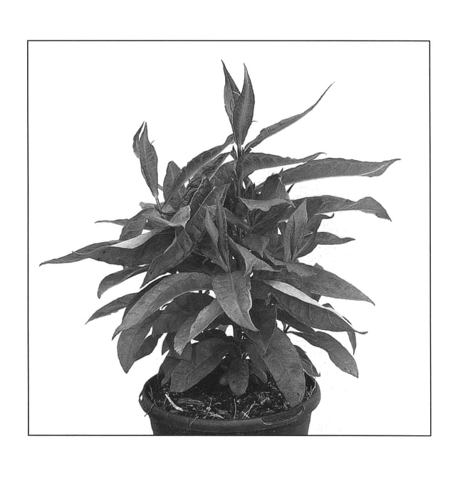 Figure 1 of US plant patent PP21171, the photograph of Ditomfra printed in the patent.