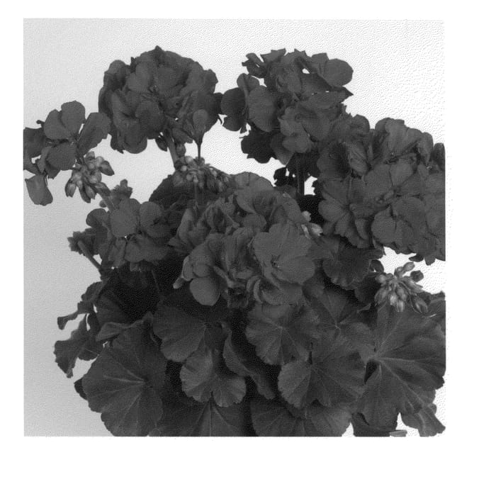 Figure 1 of US plant patent PP21172, the photograph of Duesadared printed in the patent.