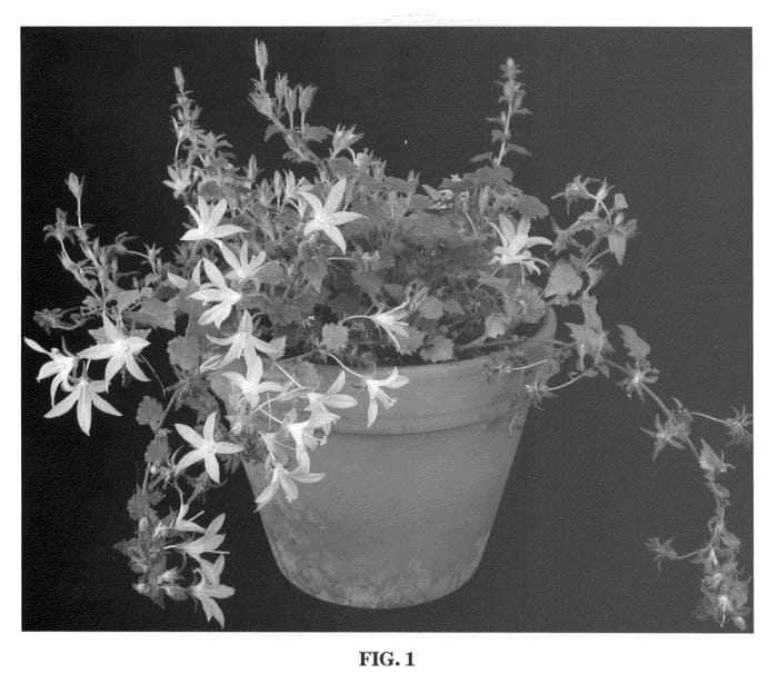 Figure 1 of US plant patent PP21173, the photograph of Pinkins printed in the patent.