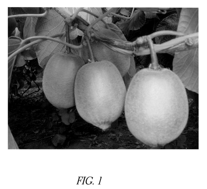 Figure 1 of US plant patent PP21174, the photograph of Y374 printed in the patent.