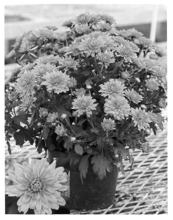 Figure 1 of US plant patent PP21175, the photograph of Yolindsay printed in the patent.