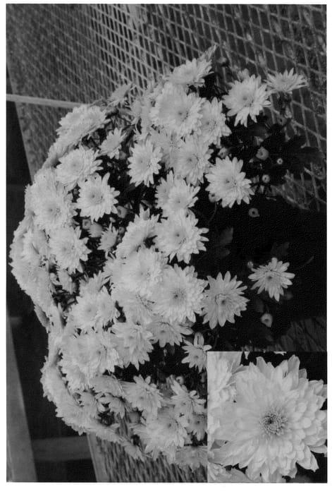 Figure 1 of US plant patent PP21176, the photograph of Yoyolanda printed in the patent.