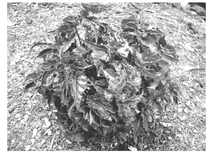 Figure 1 of US plant patent PP21177, the photograph of NZCTWO printed in the patent.