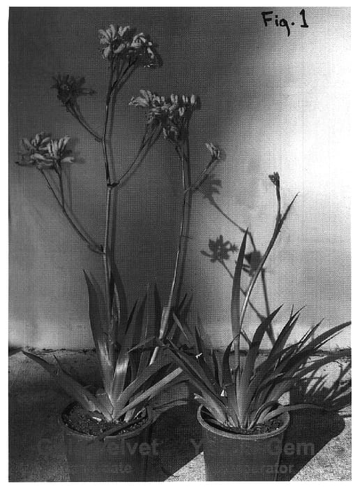 Figure 1 of US plant patent PP21178, the photograph of Gold Velvet printed in the patent.