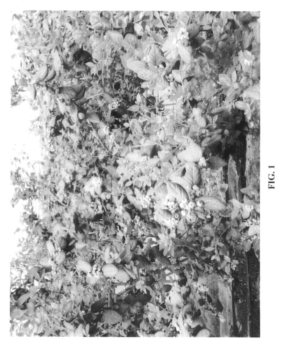 Figure 1 of US plant patent PP21180, the photograph of Sevilla printed in the patent.