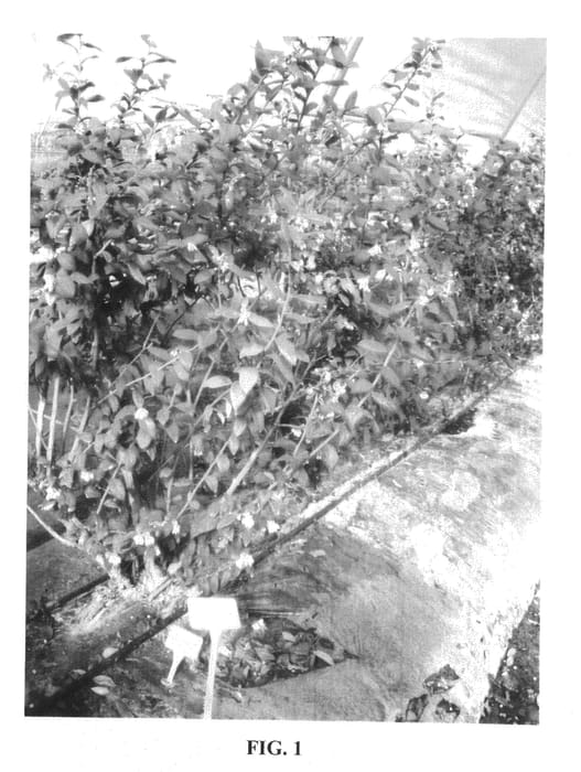 Figure 1 of US plant patent PP21181, the photograph of Azulema printed in the patent.