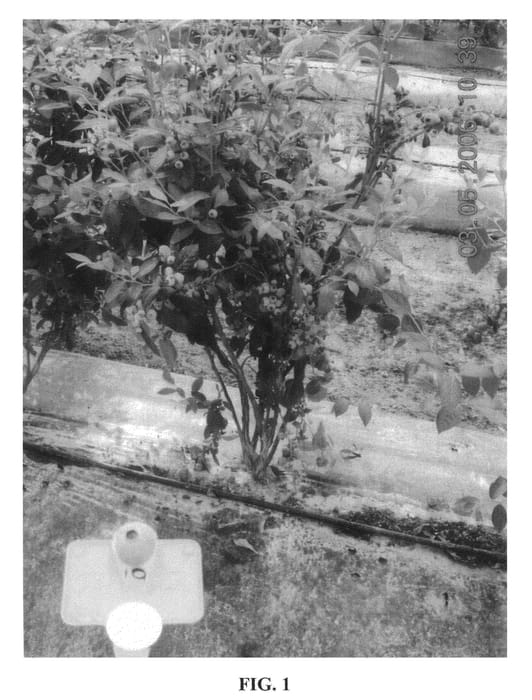 Figure 1 of US plant patent PP21182, the photograph of Alba printed in the patent.