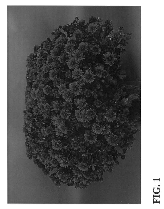 Figure 1 of US plant patent PP21183, the photograph of Zanmutomic printed in the patent.