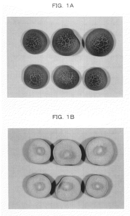Figure 1 of US plant patent PP21184, the photograph of Hokuto-18 printed in the patent.