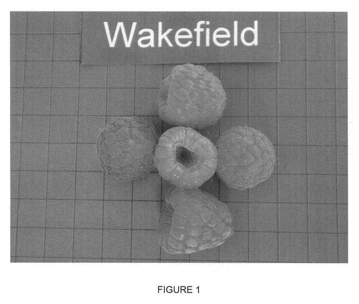 Figure 1 of US plant patent PP21185, the photograph of Wakefield printed in the patent.